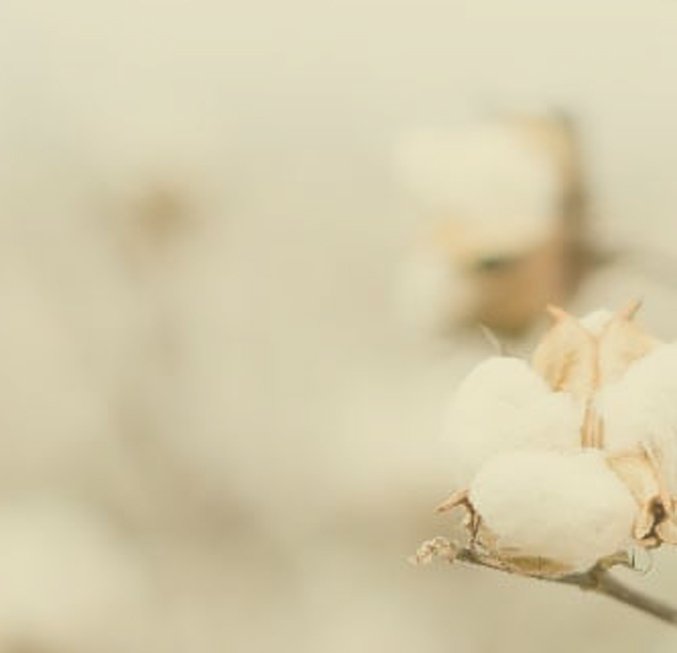 puneh-natural-page
